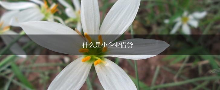 什么是小企业借贷,第1张