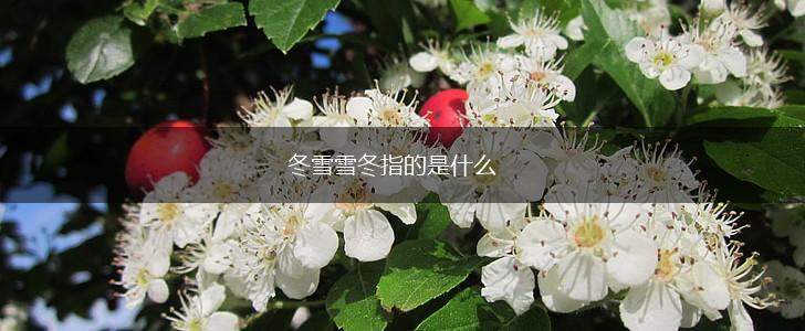 冬雪雪冬指的是什么,第1张