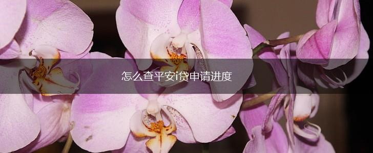 怎么查平安i贷申请进度,第1张