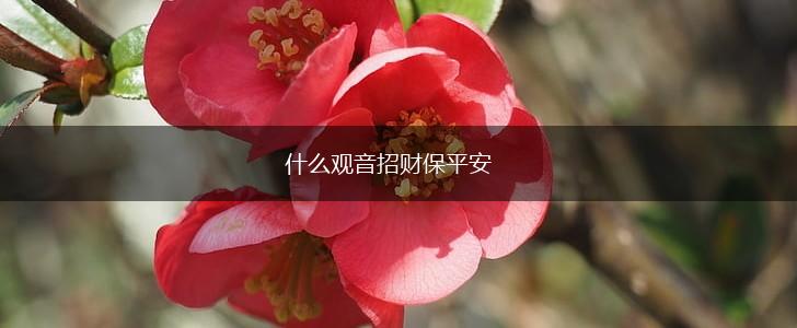 什么观音招财保平安,第1张