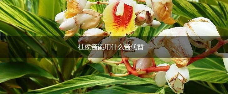 柱侯酱能用什么酱代替,第1张