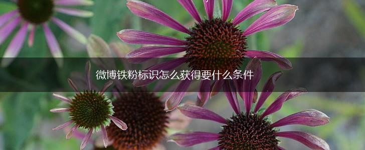 微博铁粉标识怎么获得要什么条件,第1张