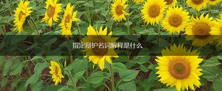 指定辩护名词解释是什么,第1张
