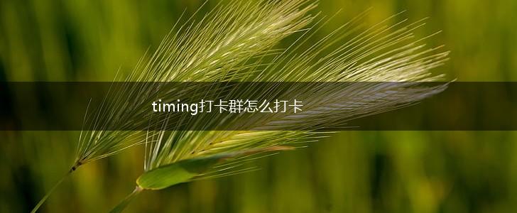 timing打卡群怎么打卡,第1张