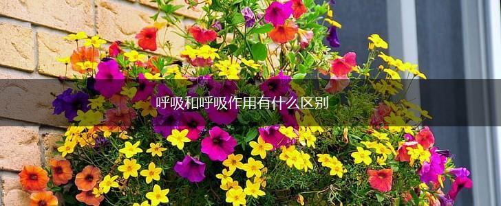 呼吸和呼吸作用有什么区别,第1张