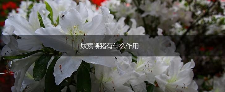 尿素喂猪有什么作用,第1张