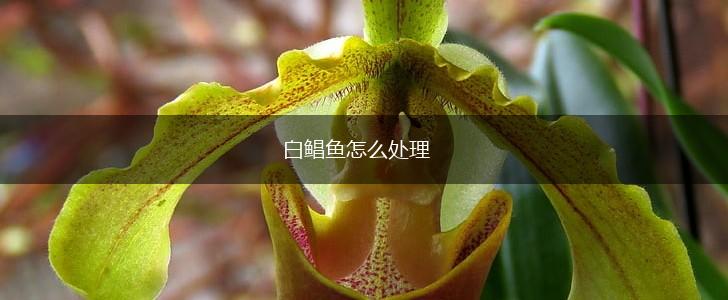 白鲳鱼怎么处理,第1张