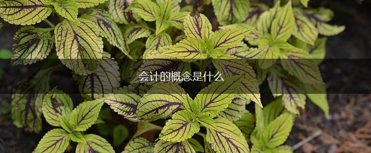 会计的概念是什么,第1张