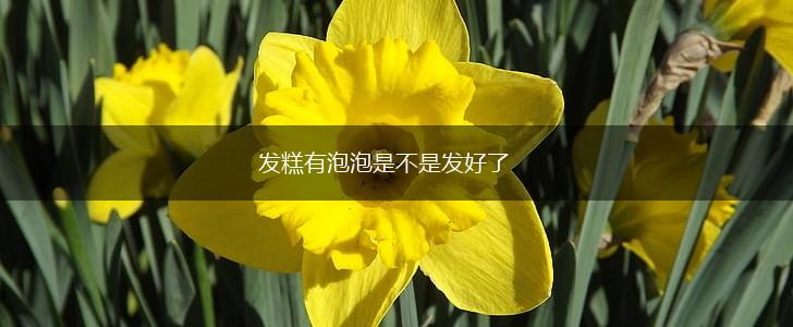 发糕有泡泡是不是发好了,第1张