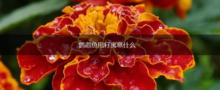 鹦鹉鱼甩籽寓意什么,第1张