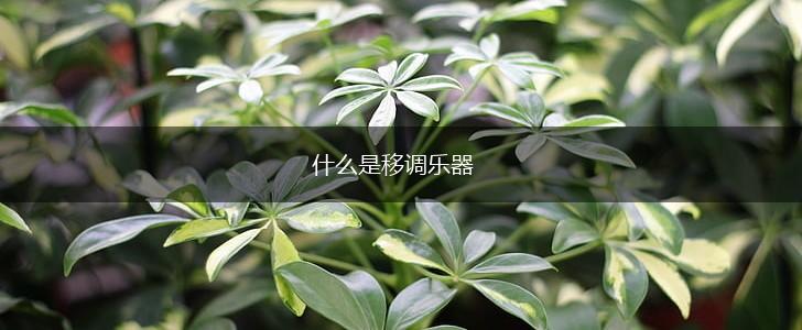 什么是移调乐器,第1张
