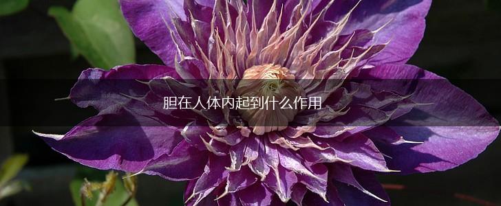 胆在人体内起到什么作用,第1张