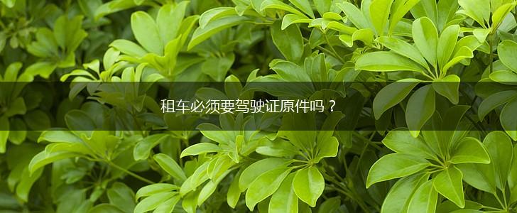租车必须要驾驶证原件吗？,第1张