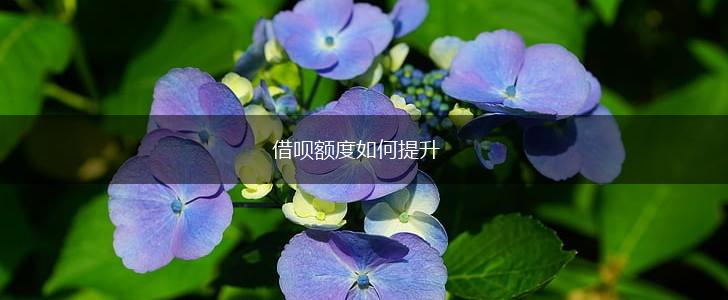 借呗额度如何提升,第1张