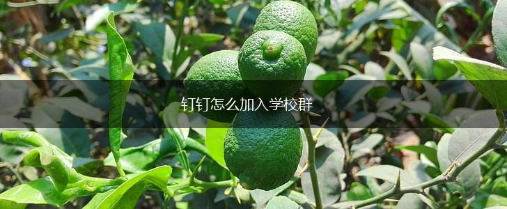 钉钉怎么加入学校群,第1张