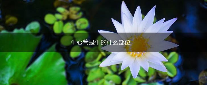牛心管是牛的什么部位,第1张
