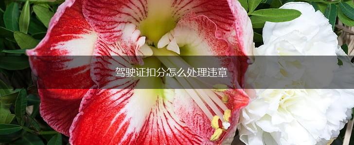 驾驶证扣分怎么处理违章,第1张