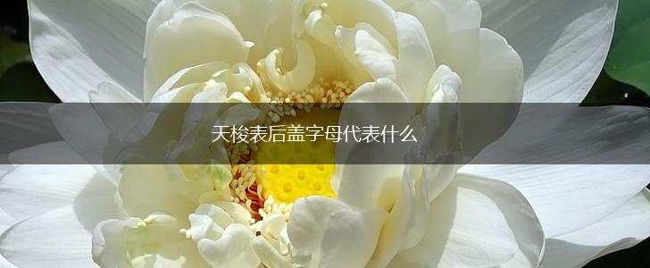天梭表后盖字母代表什么,第1张