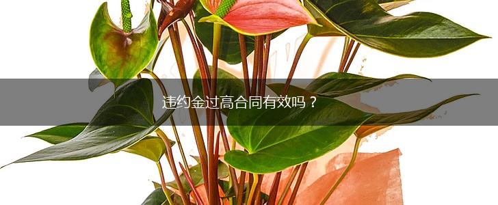 违约金过高合同有效吗？,第1张