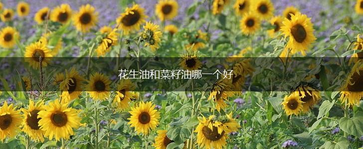 花生油和菜籽油哪一个好,第1张