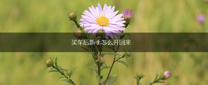 买车后新手怎么开回来,第1张