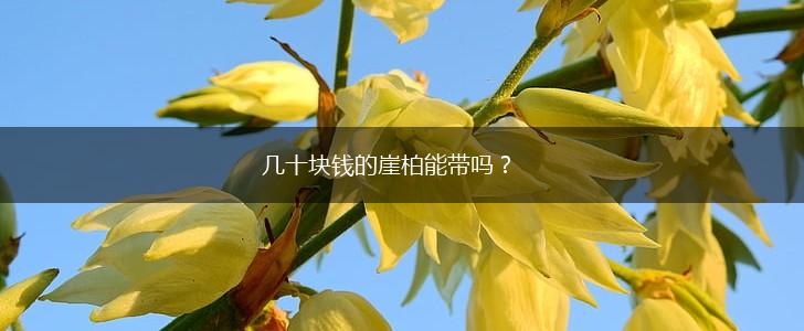 几十块钱的崖柏能带吗？,第1张