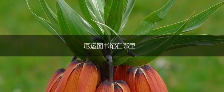 厄运图书馆在哪里,第1张