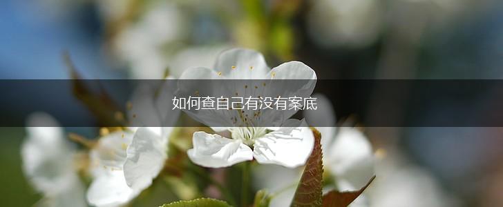 如何查自己有没有案底,第1张
