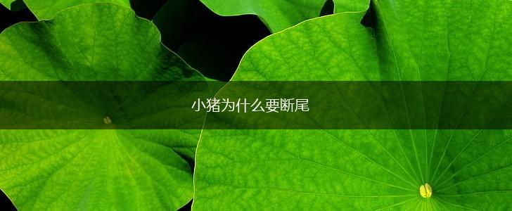 小猪为什么要断尾,第1张