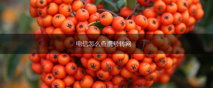 电信怎么查携号转网,第1张