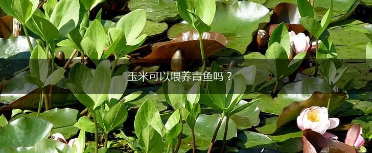 玉米可以喂养青鱼吗？,第1张