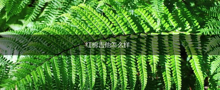 红棉吉他怎么样,第1张