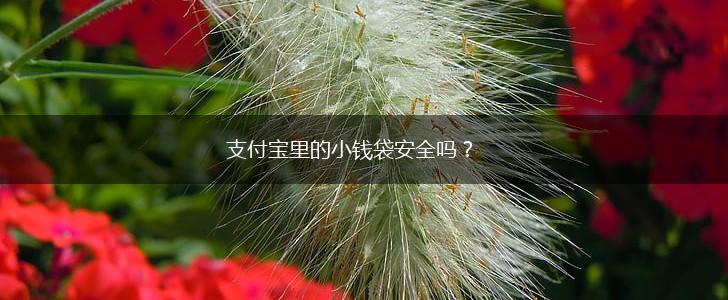 支付宝里的小钱袋安全吗？,第1张