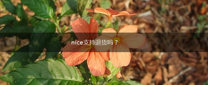 nice支持退货吗？,第1张