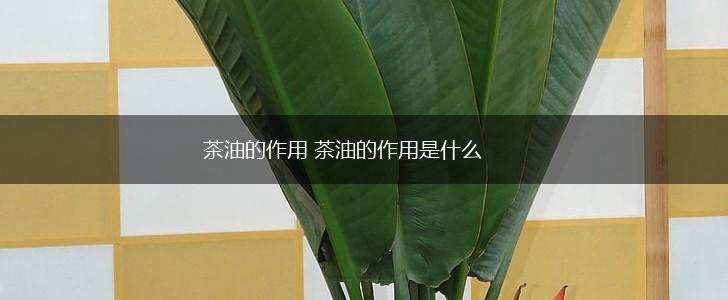 茶油的作用 茶油的作用是什么,第1张
