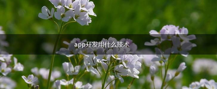 app开发用什么技术,第1张