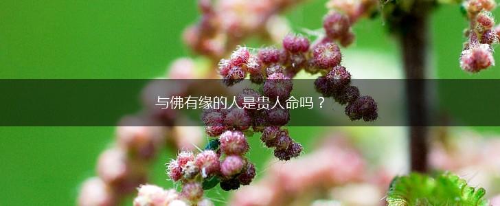 与佛有缘的人是贵人命吗？,第1张