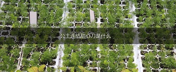 公主连结甜心刀是什么,第1张