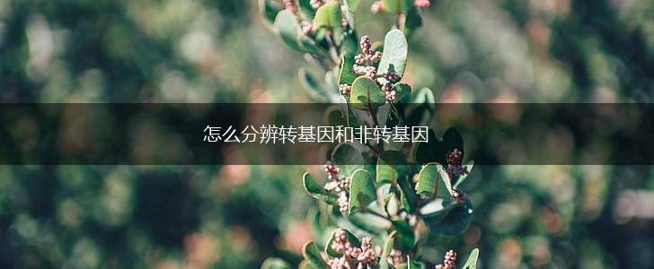 怎么分辨转基因和非转基因,第1张