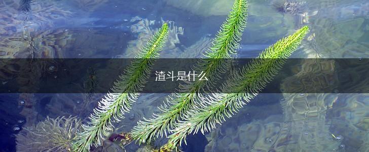 渣斗是什么,第1张
