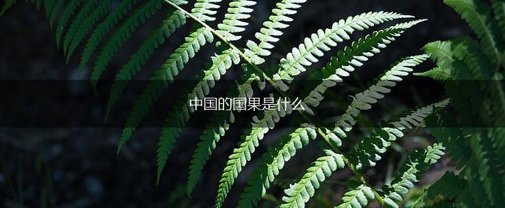 中国的国果是什么,第1张