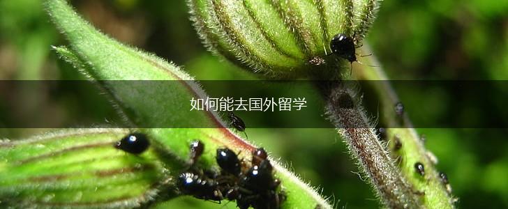 如何能去国外留学,第1张