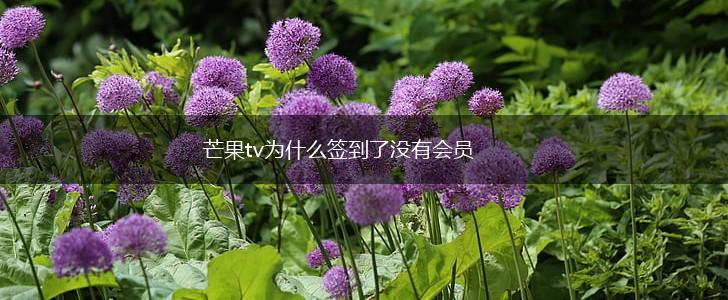 芒果tv为什么签到了没有会员,第1张