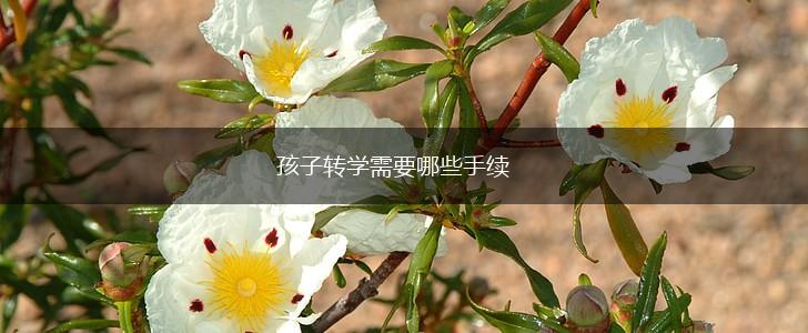 孩子转学需要哪些手续,第1张
