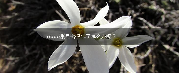 oppo账号密码忘了怎么办呢？,第1张