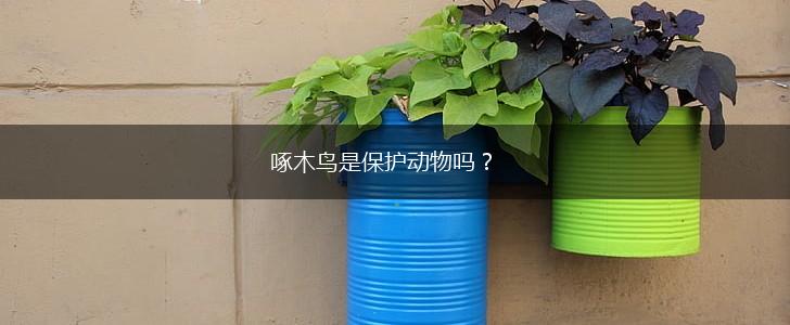啄木鸟是保护动物吗？,第1张