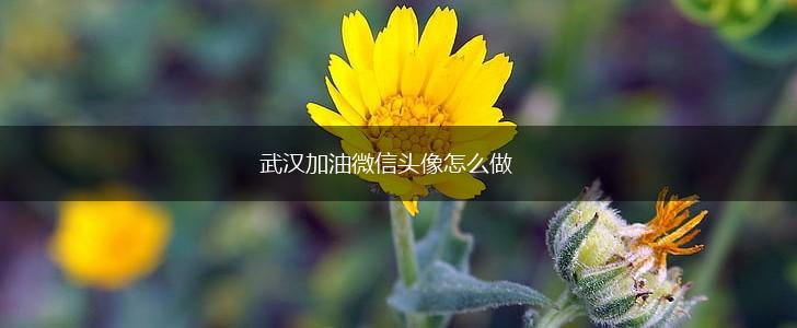 武汉加油微信头像怎么做,第1张