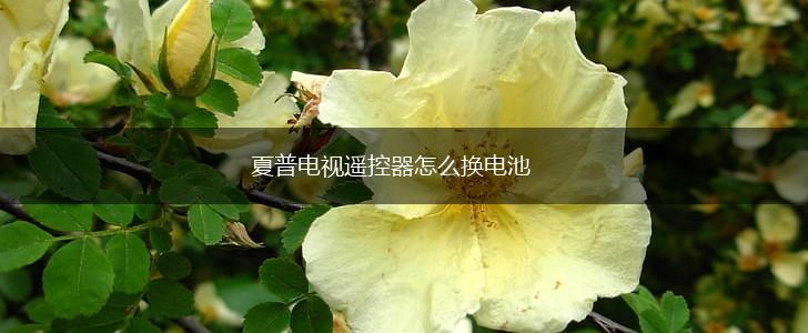 夏普电视遥控器怎么换电池,第1张