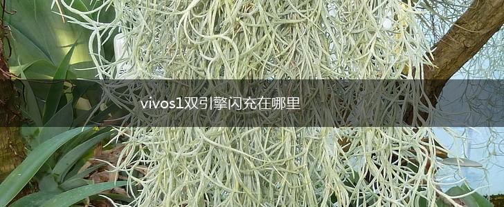 vivos1双引擎闪充在哪里,第1张