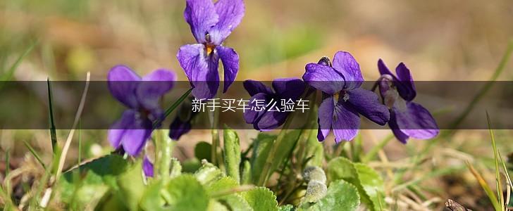 新手买车怎么验车,第1张 新手买车怎么验车,第1张